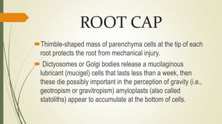 ROOT-ANATOMY.pptx