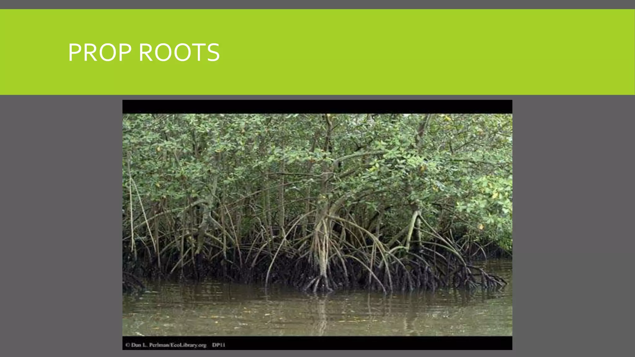 PROP ROOTS

 