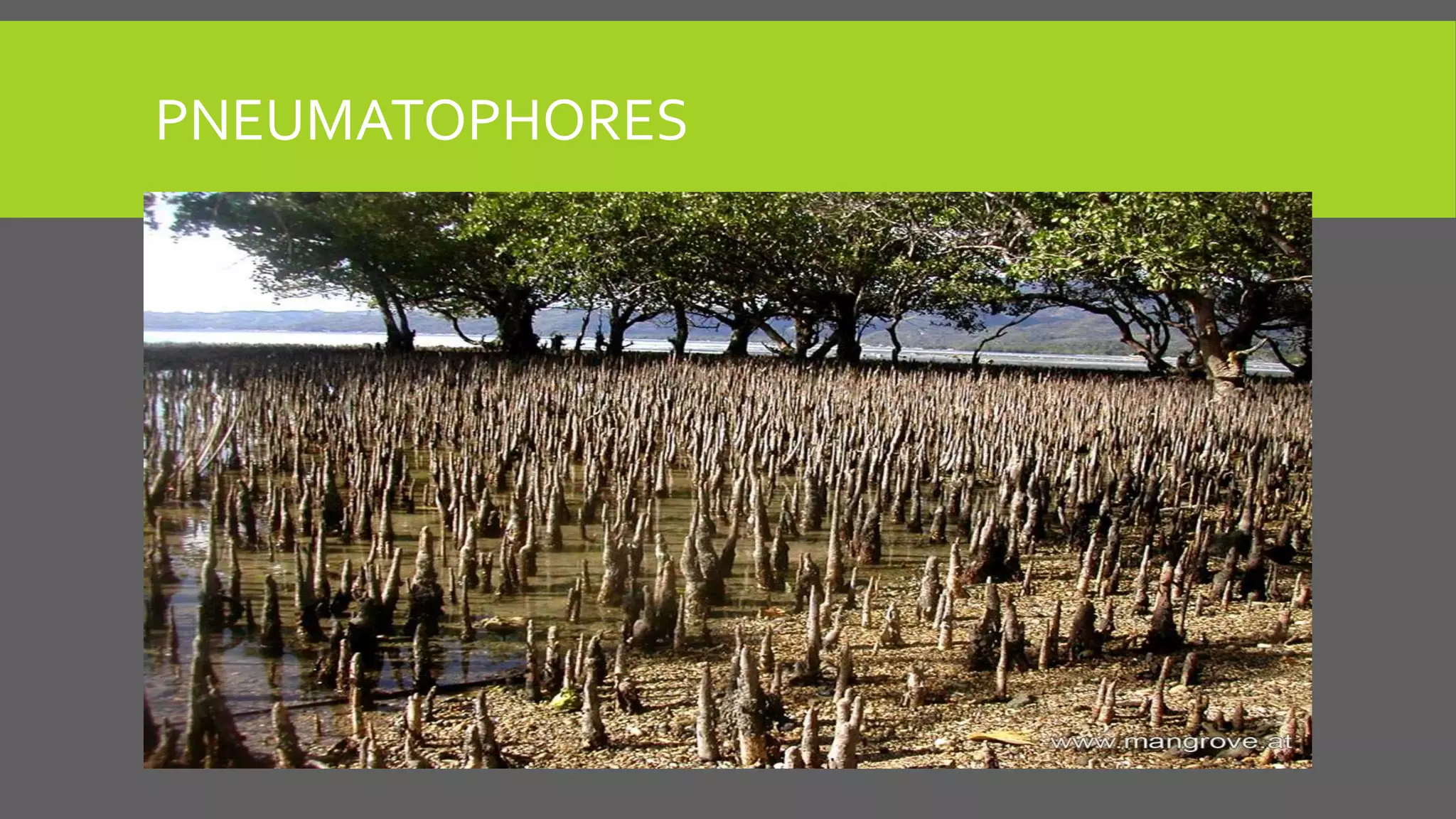 PNEUMATOPHORES

 