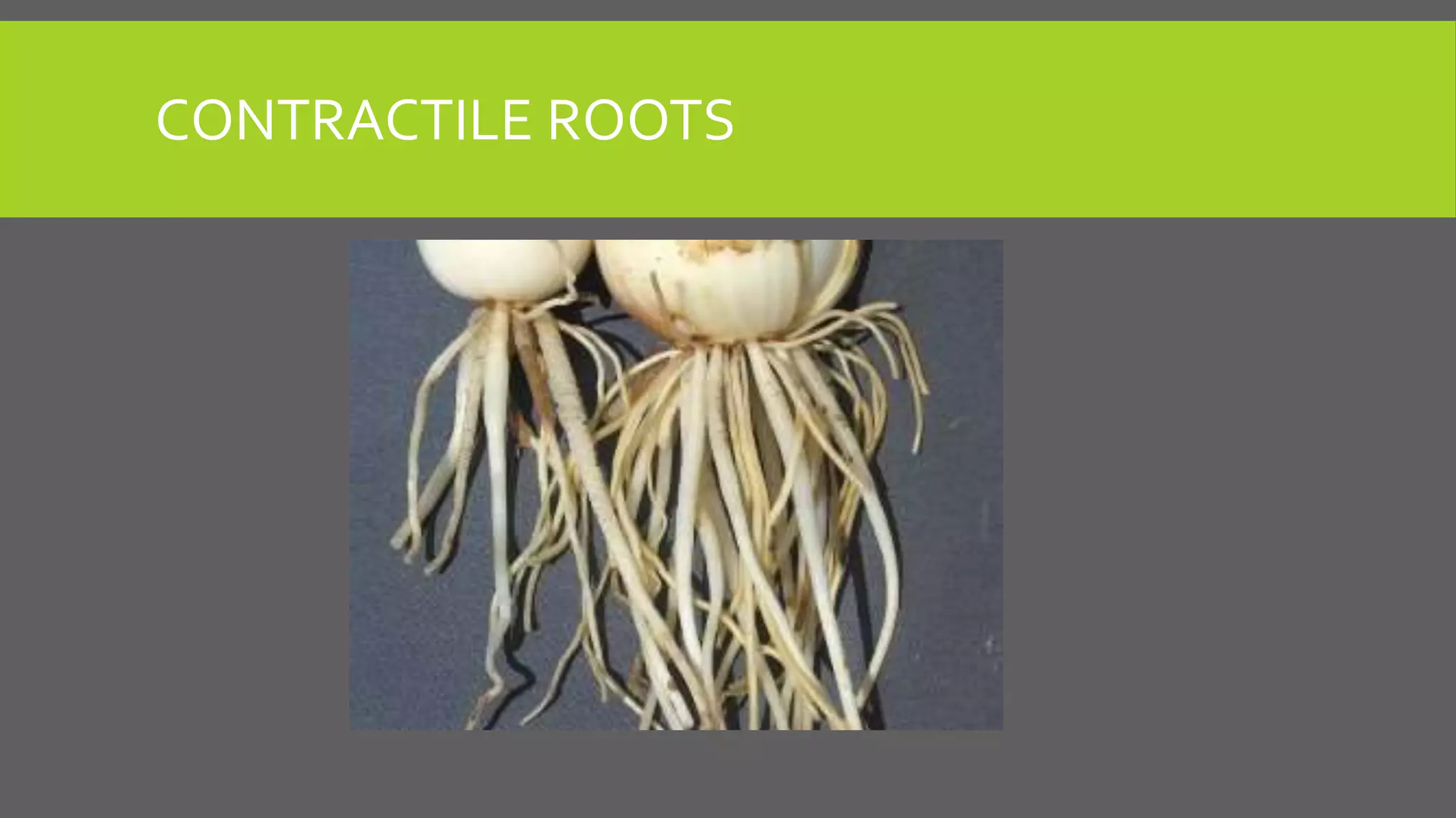 CONTRACTILE ROOTS

 