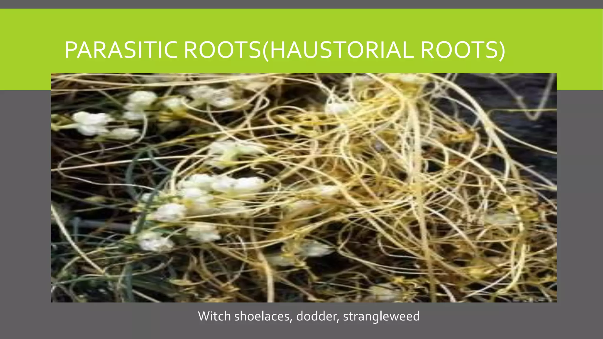 PARASITIC ROOTS(HAUSTORIAL ROOTS)

Witch shoelaces, dodder, strangleweed

 