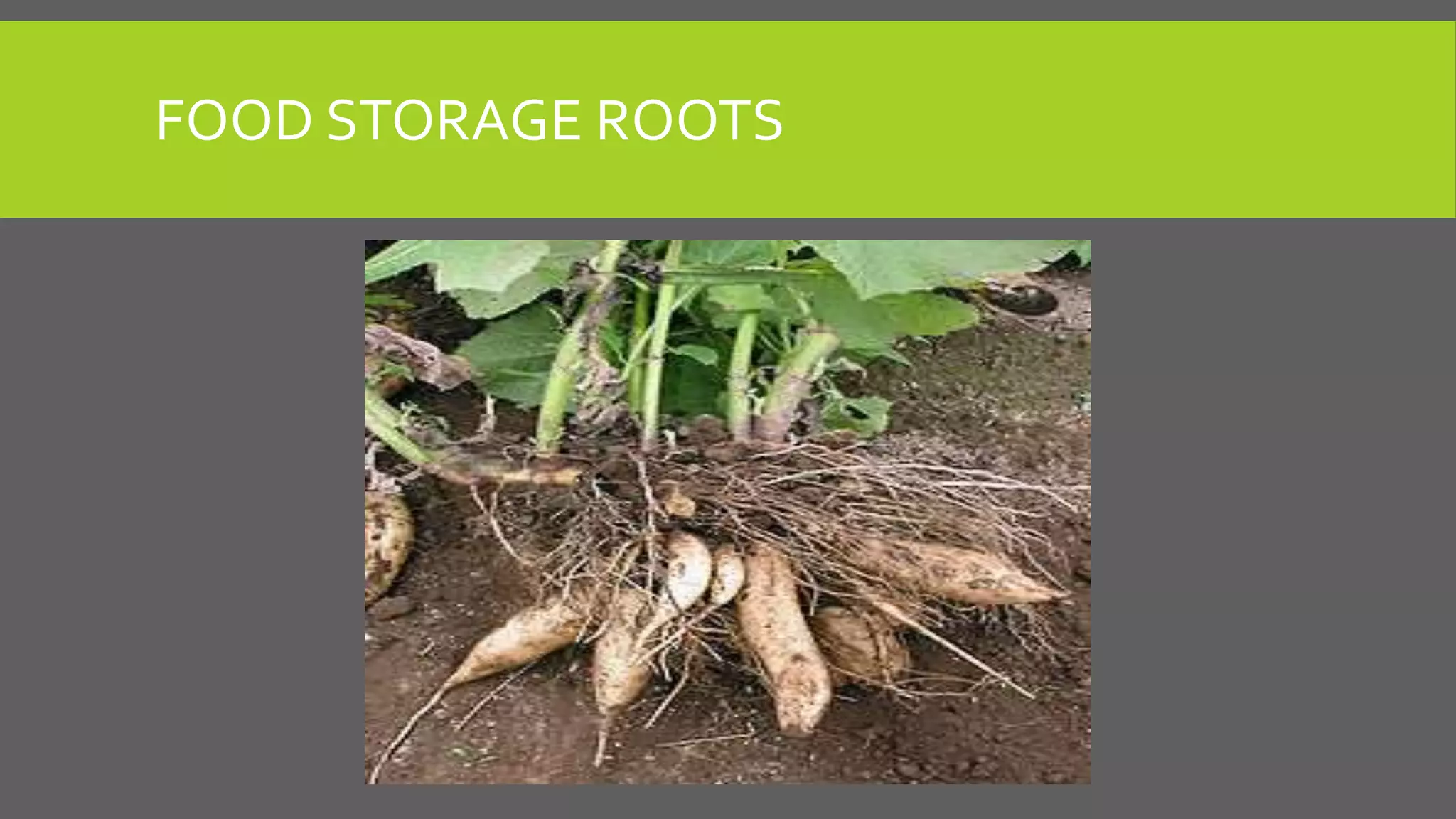 FOOD STORAGE ROOTS

 