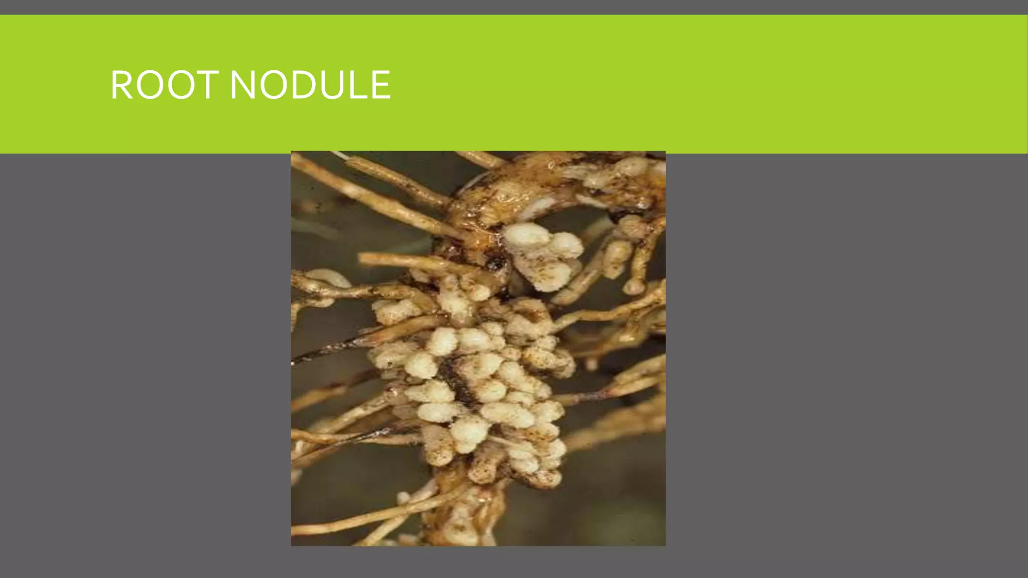 ROOT NODULE

 