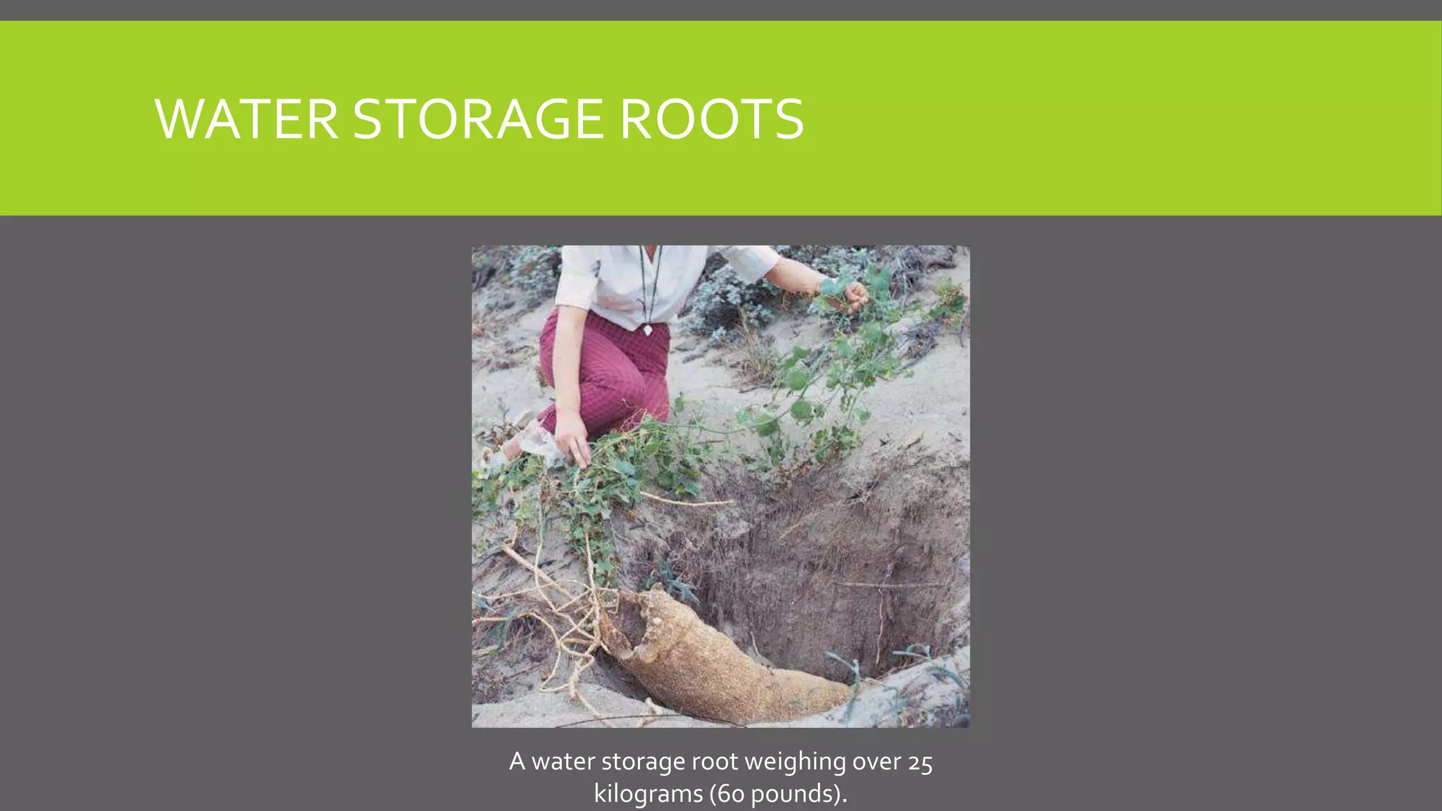 WATER STORAGE ROOTS

A water storage root weighing over 25
kilograms (60 pounds).

 