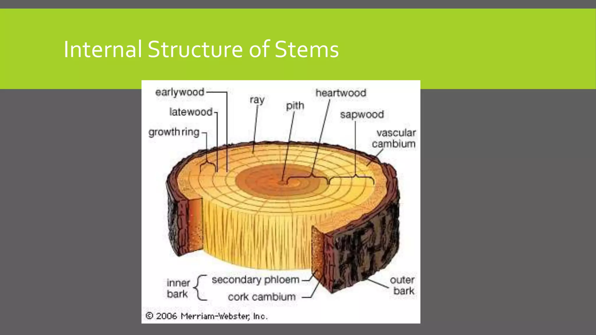 Internal Structure of Stems

 