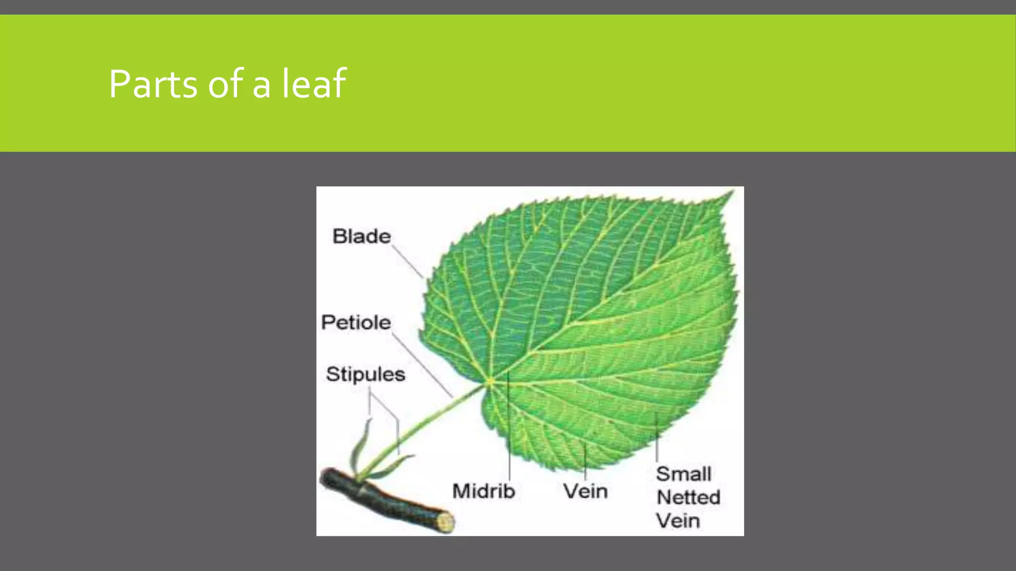 Parts of a leaf

 
