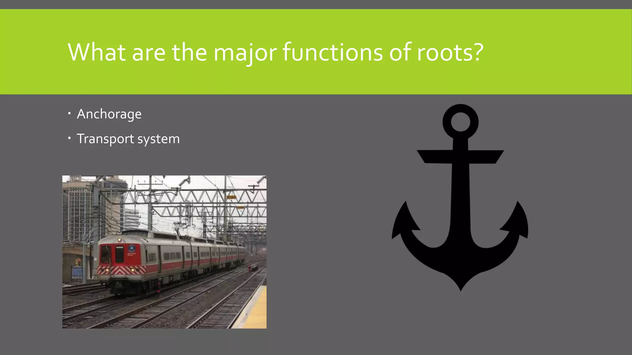 What are the major functions of roots?
 Anchorage
 Transport system

 