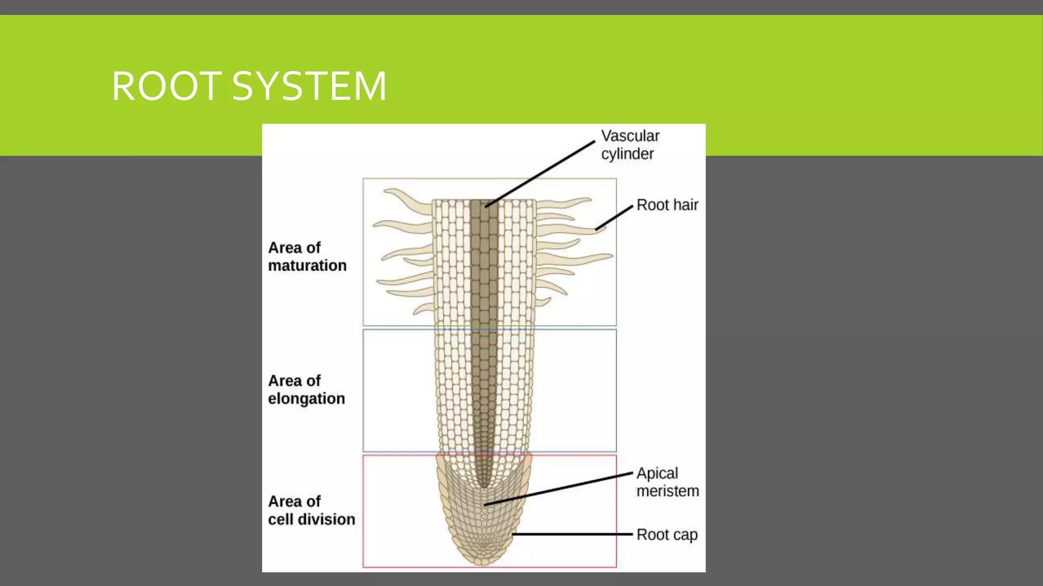 ROOT SYSTEM

 