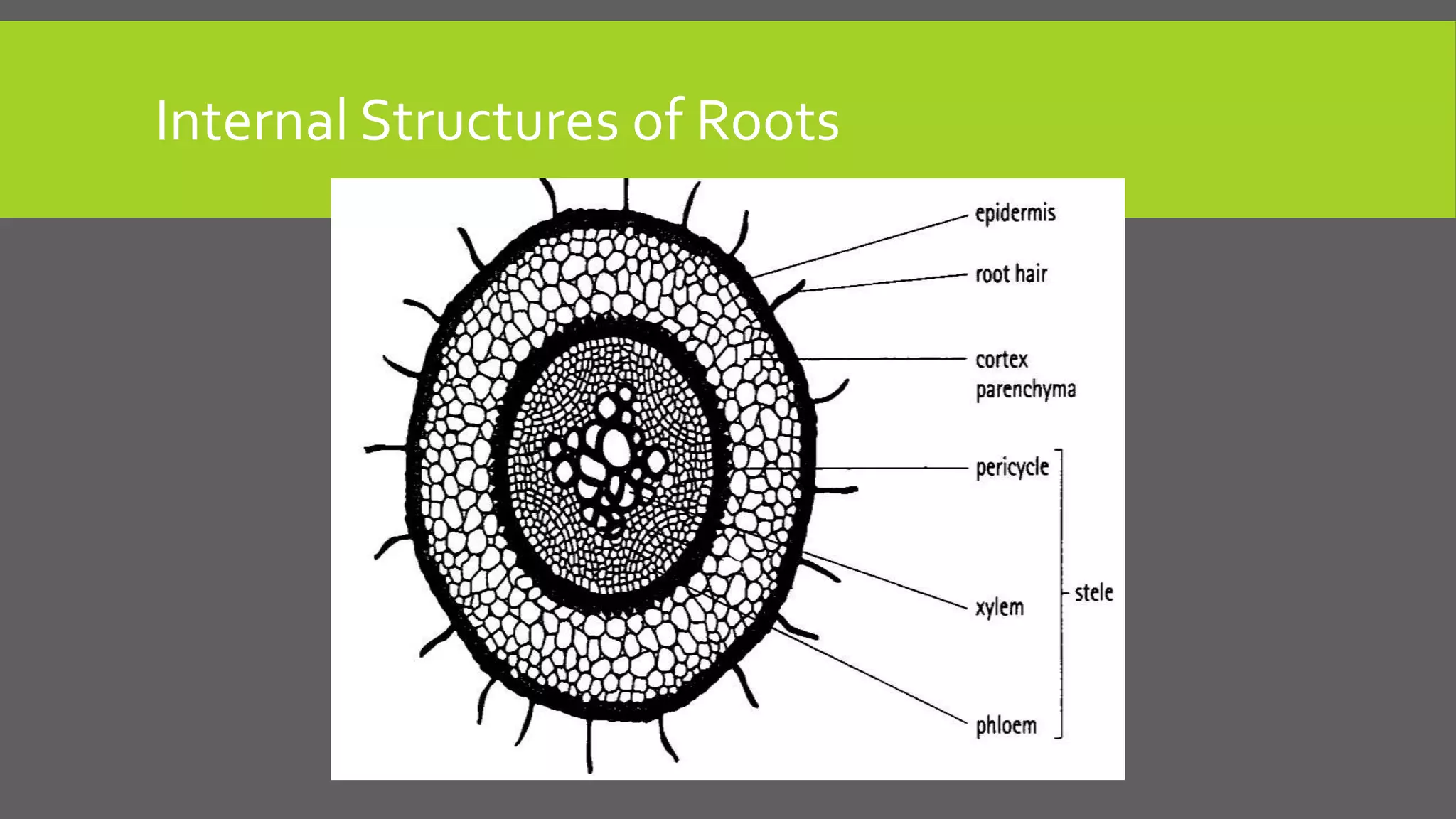 Internal Structures of Roots

 