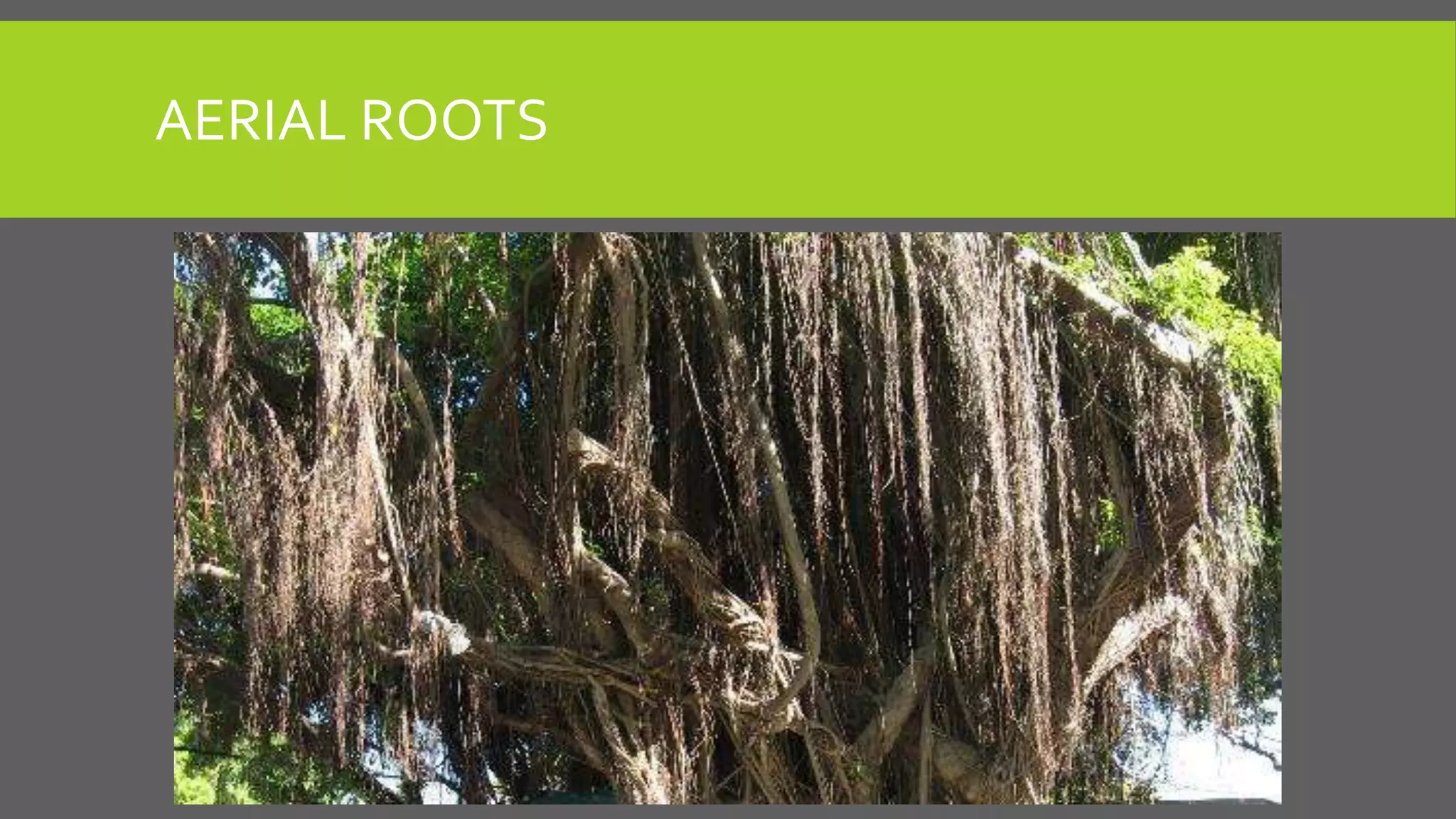AERIAL ROOTS

 