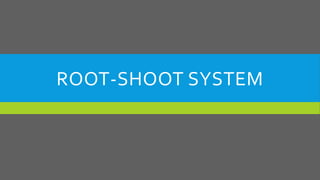 ROOT-SHOOT SYSTEM

 