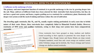 Using Roots Stock Root-Stock and their uses presentation.pptx