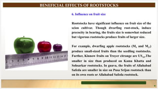 Using Roots Stock Root-Stock and their uses presentation.pptx