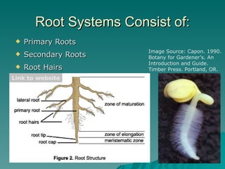 Root Systems Consist of: Primary Roots Secondary Roots Root Hairs Link to website Image Source: Capon. 1990. Botany for Gardener’s. An Introduction and Guide. Timber Press. Portland, OR. 