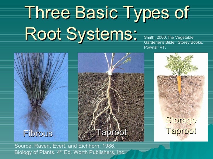 what are the major types of root systems
