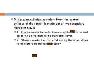 Root anatomy | PPT