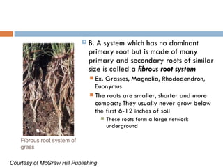 Root anatomy | PPT