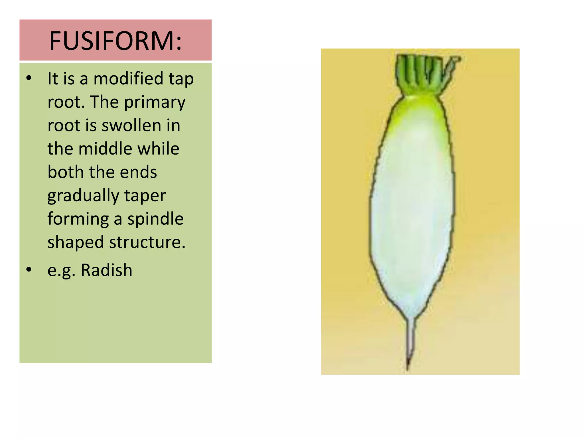 Root and its modifications | PPTX