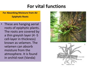 For vital functions
For Absorbing Moisture from Air
Epiphytic Roots
• These are hanging aerial
roots of epiphytic plants.
The roots are covered by
a thin greyish layer (4 -5
cell-layer in thickness)
known as velamen. The
velamen can absorb
moisture from the
atmosphere. It is found
in orchid root (Vanda)
 