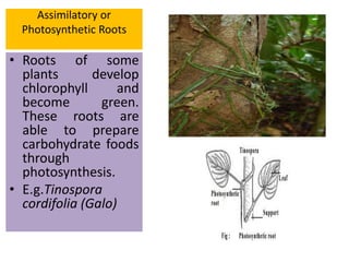 Assimilatory or
Photosynthetic Roots
• Roots of some
plants develop
chlorophyll and
become green.
These roots are
able to prepare
carbohydrate foods
through
photosynthesis.
• E.g.Tinospora
cordifolia (Galo)
 