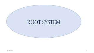 13-08-2020 1
ROOT SYSTEM
 
