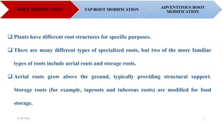 Taproot Modifications Root and shoot system of Angiosperm plants. - By Dr. Amutha Swaminathan ...