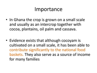 Importance
• In Ghana the crop is grown on a small scale
and usually as an intercrop together with
cocoa, plantains, oil palm and cassava.

• Evidence exists that although cocoyam is
cultivated on a small scale, it has been able to
contribute significantly to the national food
baskets. They also serve as a source of income
for many families

 