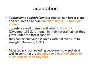adaptation
• Xanthosoma Sagittifolium is a tropical rain forest plant
and requires an annual rainfall of about 1800mm per
annum.
• It prefers a well drained soil with pH 5.5 – 6.5
(Owueme, 1991). Although in their natural habitat they
grow under the forest canopy
• they can be cultivated in areas with full exposure to
sunlight (Owueme, 1991).
•
• Most tuber crops including cocoyam grow and yield
well in soils that are ploughed to a depth of about 2040cm especially on clay soils.

 