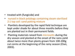 • treated with (fungicide) and
• nursed in black polybags containing steam-sterilized
2:1 top soil: sand potting mixture
• Plantlets developed by the rapid field technique are
kept under shade for about three months before they
are planted out in their permanent fields.
• Planting materials raised from microsetts during the
dry season and planted at the onset of the rains yield
about twice more than plants grown from 100-200g
cut corms at the beginning of the rainy season (Osei,
2003).

 