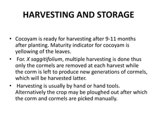 HARVESTING AND STORAGE
• Cocoyam is ready for harvesting after 9-11 months
after planting. Maturity indicator for cocoyam is
yellowing of the leaves.
• For. X saggitifolium, multiple harvesting is done thus
only the cormels are removed at each harvest while
the corm is left to produce new generations of cormels,
which will be harvested latter.
• Harvesting is usually by hand or hand tools.
Alternatively the crop may be ploughed out after which
the corm and cormels are picked manually.

 