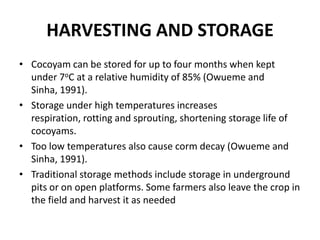 HARVESTING AND STORAGE
• Cocoyam can be stored for up to four months when kept
under 7oC at a relative humidity of 85% (Owueme and
Sinha, 1991).
• Storage under high temperatures increases
respiration, rotting and sprouting, shortening storage life of
cocoyams.
• Too low temperatures also cause corm decay (Owueme and
Sinha, 1991).
• Traditional storage methods include storage in underground
pits or on open platforms. Some farmers also leave the crop in
the field and harvest it as needed

 
