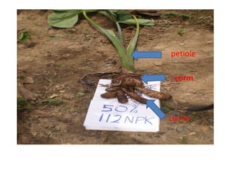 petiole
corm

cormel

 