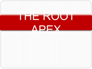 THE ROOT
APEX
 