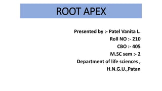 ROOT APEX
Presented by :- Patel Vanita L.
Roll NO :- 210
CBO :- 405
M.SC sem :- 2
Department of life sciences ,
H.N.G.U.,Patan
 