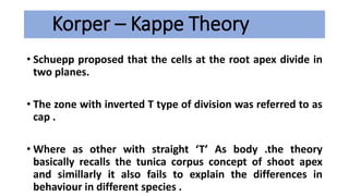 Korper – Kappe Theory
• Schuepp proposed that the cells at the root apex divide in
two planes.
• The zone with inverted T type of division was referred to as
cap .
• Where as other with straight ‘T’ As body .the theory
basically recalls the tunica corpus concept of shoot apex
and simillarly it also fails to explain the differences in
behaviour in different species .