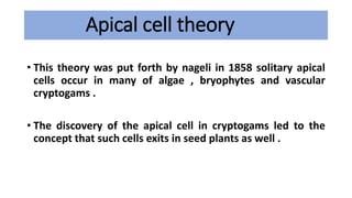 Apical cell theory
• This theory was put forth by nageli in 1858 solitary apical
cells occur in many of algae , bryophytes and vascular
cryptogams .
• The discovery of the apical cell in cryptogams led to the
concept that such cells exits in seed plants as well .