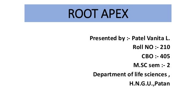 Root Apex
