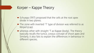 Korper – Kappe Theory
 Schuepp (1917) proposed that the cells at the root apex
divide in two planes.
 The zone with inverted ‘T’ type of division was referred to as
Kérper(cap)
 whereas other with straight ‘T as Kappe (body). The theory
basically recalls the tunica ,corpus concept of shoot apex and
Similarly, it also faiis to explain the differences in behaviour in
different species,
 