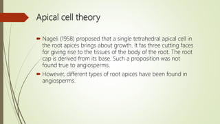 Apical cell theory
 Nageli (1958) proposed that a single tetrahedral apical cell in
the root apices brings about growth. It fas three cutting faces
for giving rise to the tissues of the body of the root. The root
cap is derived from its base. Such a proposition was not
found true to angiosperms.
 However, different types of root apices have been found in
angiosperms.
 