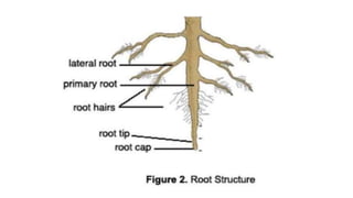 Root apex and vasculer elements | PPTX