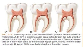 Root canal anatomy | PPTX