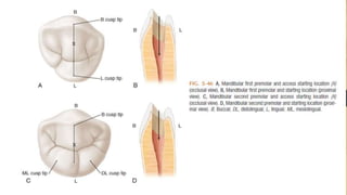 Root canal anatomy | PPTX