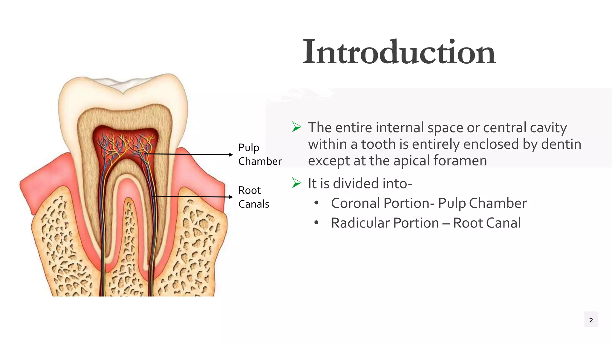 Root canal anatomy | PPTX
