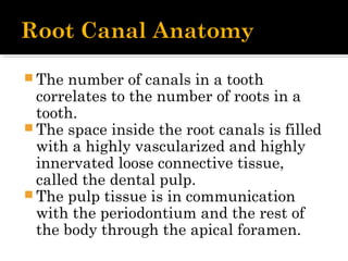  The number of canals in a tooth
correlates to the number of roots in a
tooth.
 The space inside the root canals is filled
with a highly vascularized and highly
innervated loose connective tissue,
called the dental pulp.
 The pulp tissue is in communication
with the periodontium and the rest of
the body through the apical foramen.
 
