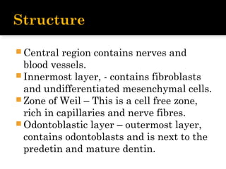 Central region contains nerves and
blood vessels.
 Innermost layer, - contains fibroblasts
and undifferentiated mesenchymal cells.
 Zone of Weil – This is a cell free zone,
rich in capillaries and nerve fibres.
 Odontoblastic layer – outermost layer,
contains odontoblasts and is next to the
predetin and mature dentin.
 