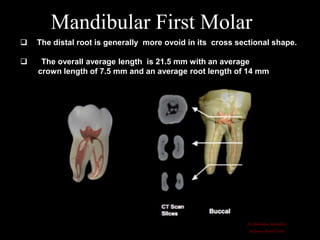 Root canal anatomy and configuration project mandibular teeth ...