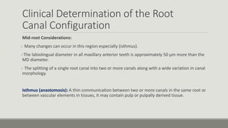 Clinical Determination of the Root
Canal Configuration
Mid-root Considerations:
 Many changes can occur in this region especially (isthmus).
The labiolingual diameter in all maxillary anterior teeth is approximately 50 μm more than the
MD diameter.
 The splitting of a single root canal into two or more canals along with a wide variation in canal
morphology.
Isthmus (anastomosis): A thin communication between two or more canals in the same root or
between vascular elements in tissues, it may contain pulp or pulpally derived tissue.
 