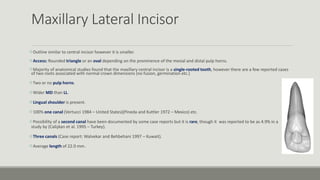 Maxillary Lateral Incisor
Outline similar to central incisor however it is smaller.
Access: Rounded triangle or an oval depending on the prominence of the mesial and distal pulp horns.
Majority of anatomical studies found that the maxillary central incisor is a single-rooted tooth, however there are a few reported cases
of two roots associated with normal crown dimensions (no fusion, germination etc.)
Two or no pulp horns.
Wider MD than LL.
Lingual shoulder is present.
100% one canal (Vertucci 1984 – United States)(Pineda and Kuttler 1972 – Mexico) etc.
Possibility of a second canal have been documented by some case reports but it is rare, though it was reported to be as 4.9% in a
study by (Calişkan et al. 1995 – Turkey).
Three canals (Case report: Walvekar and Behbehani 1997 – Kuwait).
Average length of 22.0 mm .
 