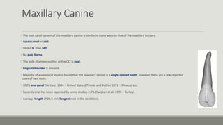 Maxillary Canine
The root canal system of the maxillary canine is similar in many ways to that of the maxillary incisors.
Access: oval or slot.
Wider LL than MD.
No pulp horns.
The pulp chamber outline at the CEJ is oval.
Lingual shoulder is present.
Majority of anatomical studies found that the maxillary canine is a single-rooted tooth, however there are a few reported
cases of two roots.
100% one canal (Vertucci 1984 – United States)(Pineda and Kuttler 1972 – Mexico) etc.
Second canal has been reported by some studies 2.2% (Calişkan et al. 1995 – Turkey).
Average length of 26.5 mm(longest root in the dentition).
 