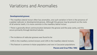 Variations and Anomalies
Developmental groove:
The maxillary lateral incisor often has anomalies, one such variation in form is the presence of
a palatal radicular or developmental groove. Although this groove may be present on the roots
of all anterior teeth, it is more common in the maxillary lateral incisor.
There is generally direct communication between the groove and the pulp cavity, and this
occurs primarily through dentinal tubules.
The incidence of radicular grooves was found to be
0.9% in the maxillary central incisors and 3.0% in the maxillary lateral incisors.
This feature is common in Asian populations and rare in Caucasian populations
Pecora and Cruz Filho 1992
 